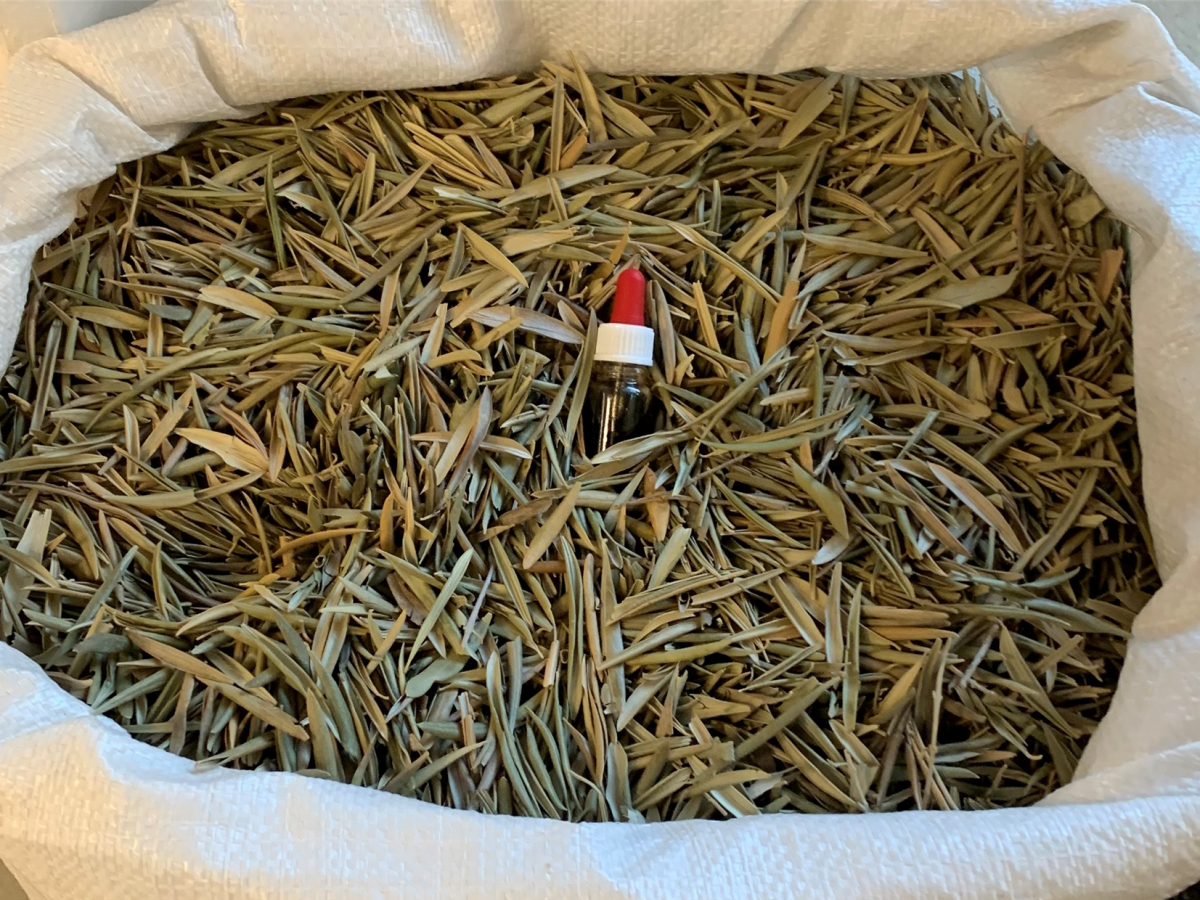 Wet-grteen GmbH Reutlingen Olivenblätter 23 11 23 - Oliver Zielina